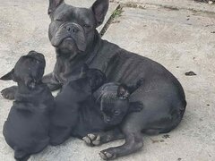 Vand pui Bulldog Francez