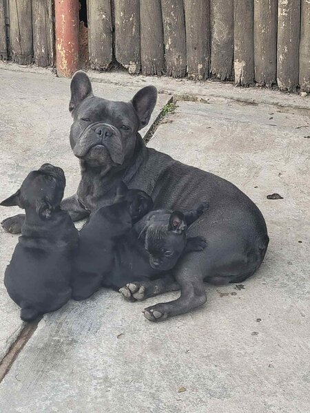 Vand pui Bulldog Francez