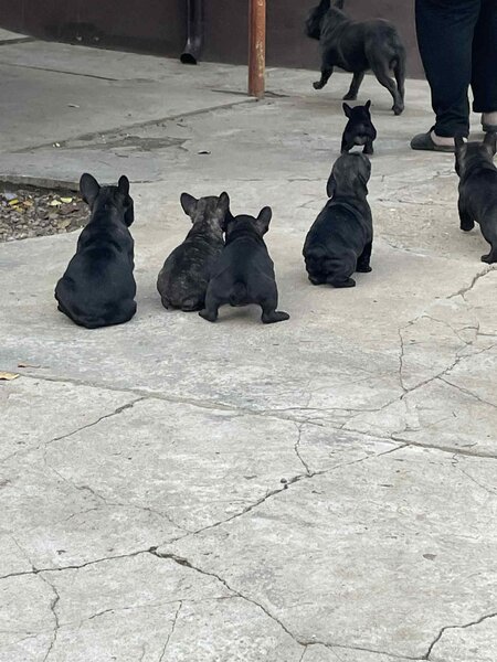 Vand pui Bulldog Francez