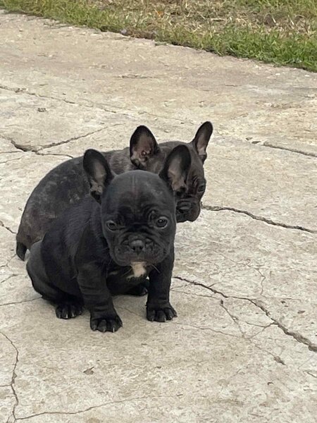 Vand pui Bulldog Francez