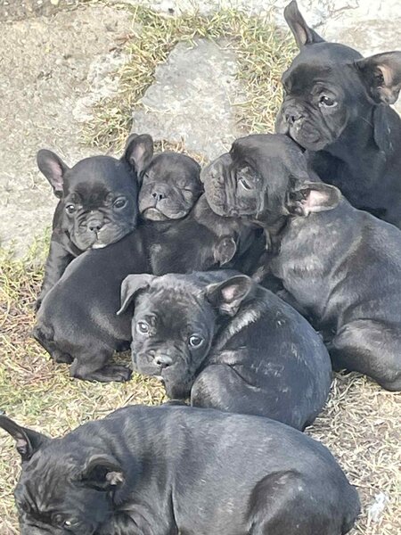 Vand pui Bulldog Francez