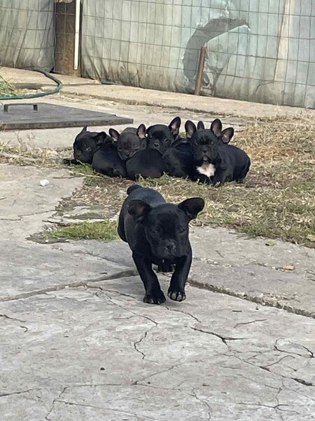 Vand pui Bulldog Francez