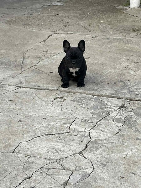 Vand pui Bulldog Francez