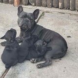 Vand pui Bulldog Francez